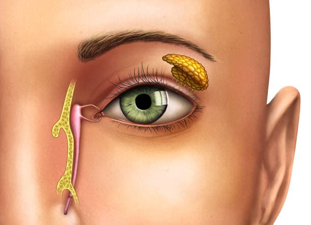 Lacrimal gland anatomy showing tear production pathway from gland to nasal duct